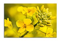 Obraz žltý kvet zs24834